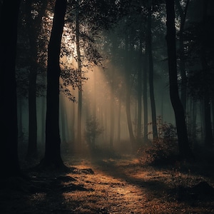 May include: A misty forest scene with tall, dark trees and a path lit by sunlight. The sun's rays filter through the trees, creating a warm, golden glow on the forest floor. The image evokes a sense of mystery and tranquility.