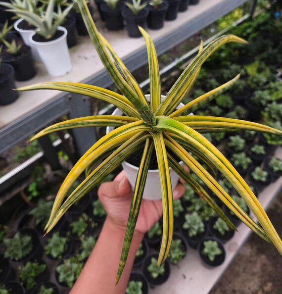 Sansevieria TOM GRUMBLEY - Pflanzen-Raritten - Etsy sterreich
