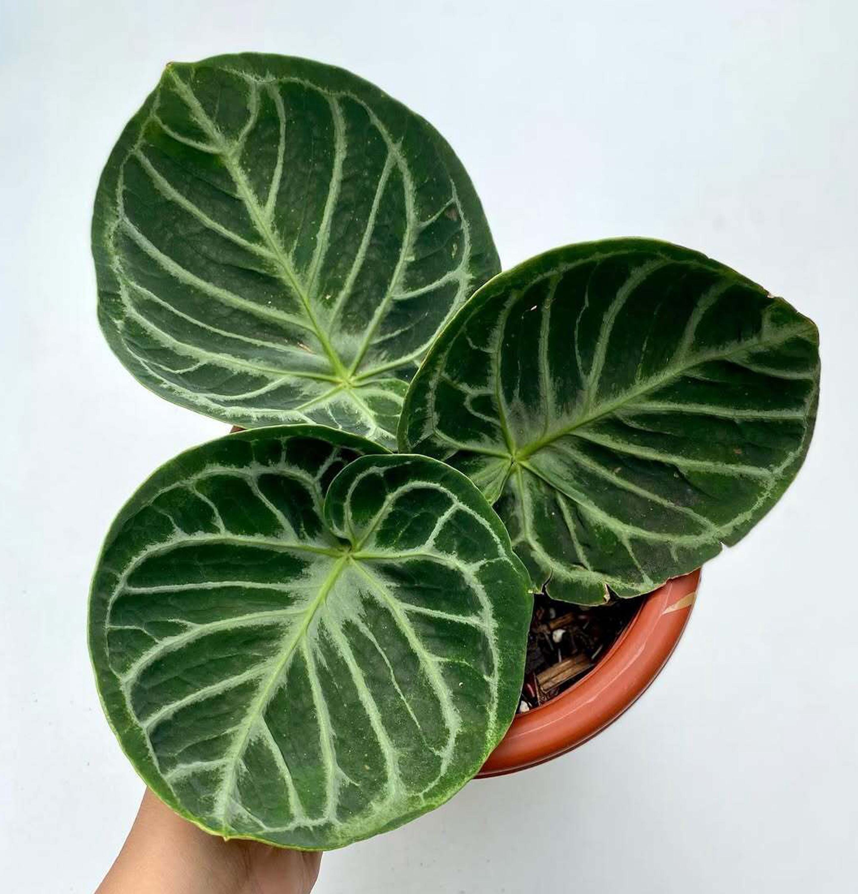 Anthurium dorayaki - Etsy 日本