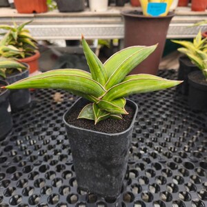 May include: A potted Sansevieria plant with vibrant green leaves edged in white and red. The plant is in a small black plastic pot, set against a blurred background of other plants and pots. The leaves are long and pointed, with a slight curve.