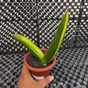 May include: A potted Sansevieria plant with green and yellow striped leaves and red tips. The plant is in a small, terracotta-colored pot filled with dark soil. The background is a black, grid-like pattern.