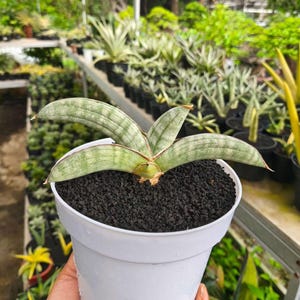 Sansevieria Erythraeae Variegated - Etsy