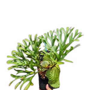 Platycerium Ridleyi - Medium Size