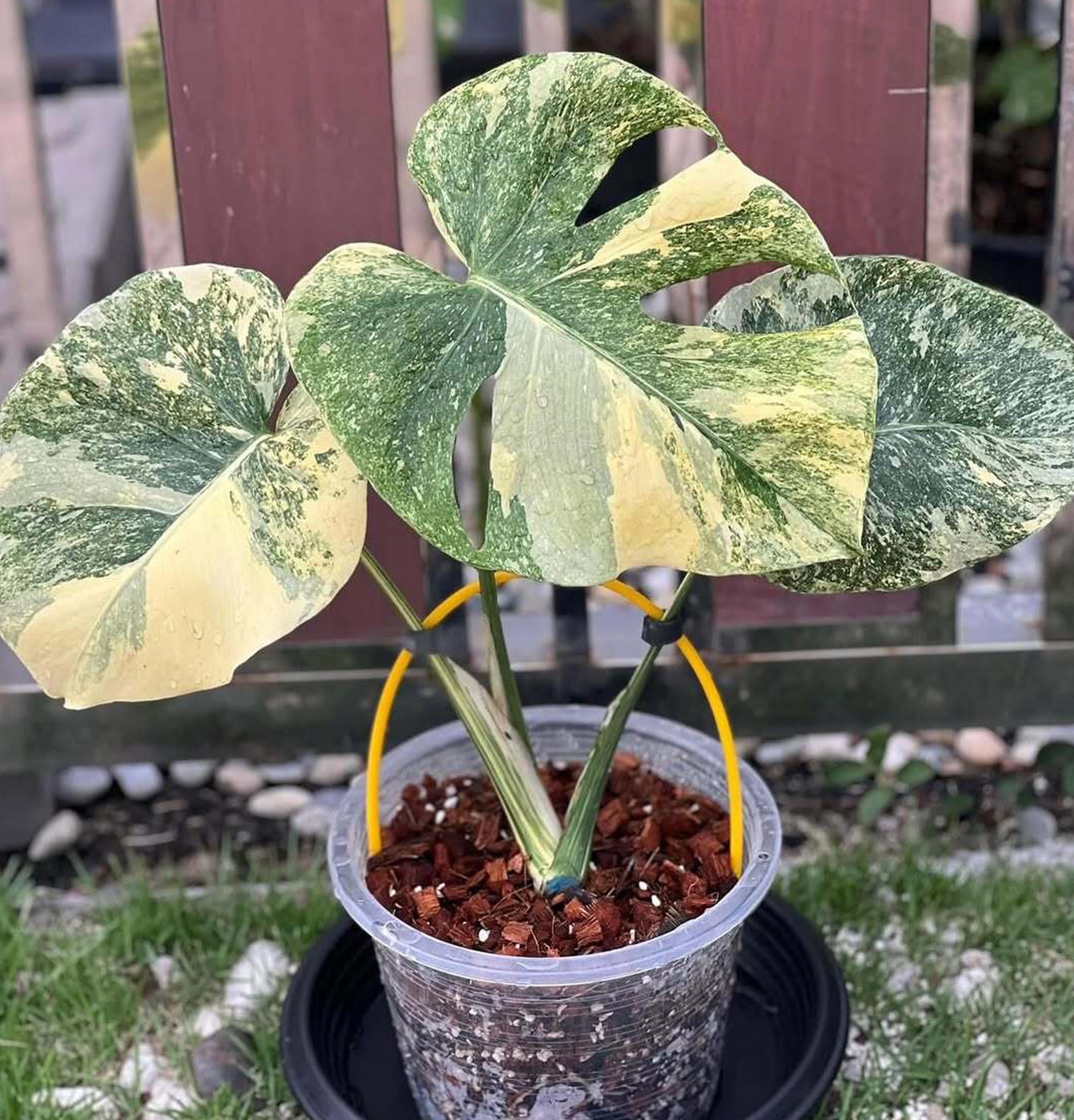 Monstera legacy - Etsy 日本