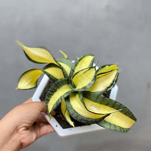 bogenhanf im badezimmer Sansevieria straight (Bogenhanf) kaufen main image 0