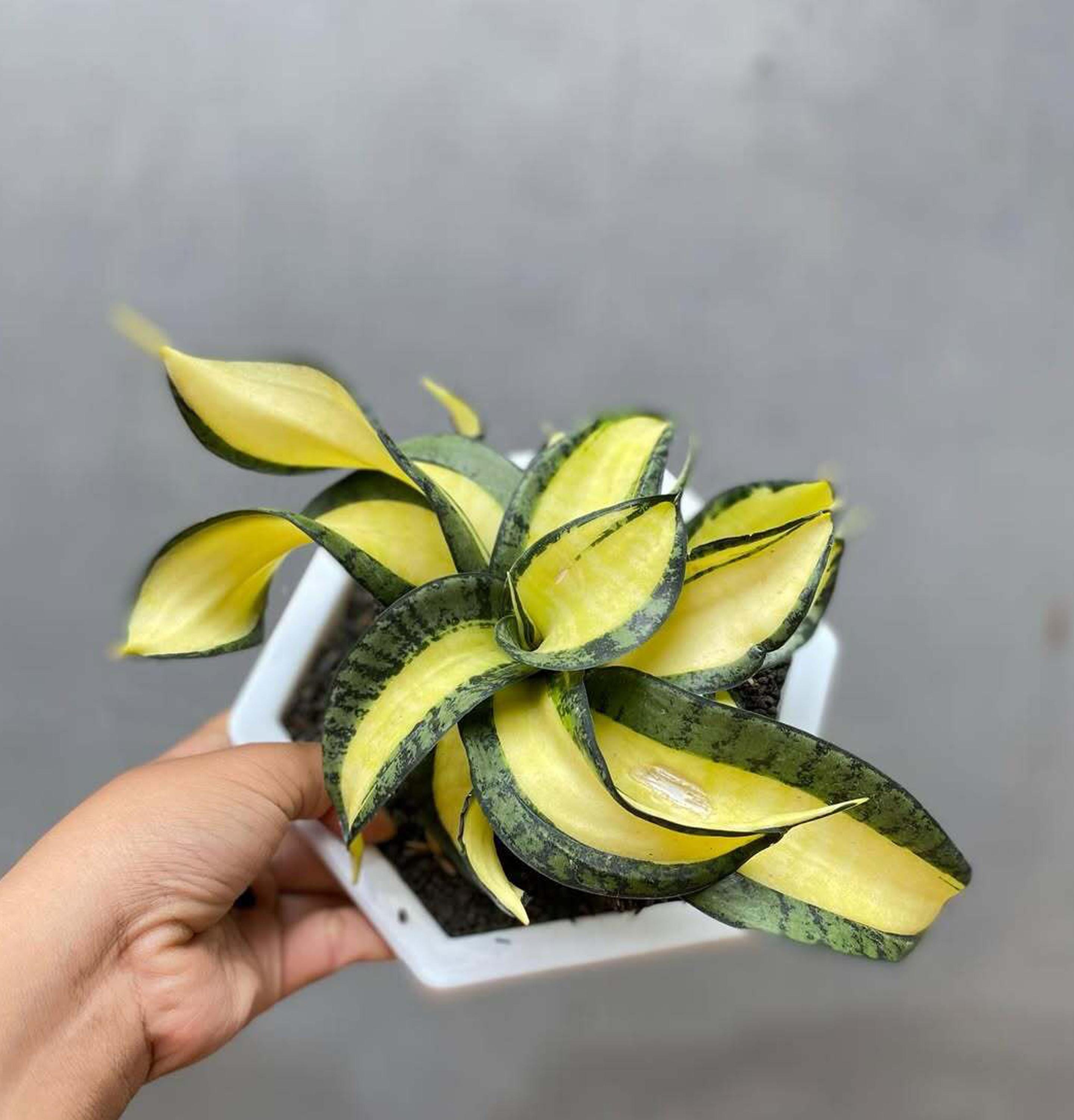 Sansevieria GOLDEN WENDYS - Etsy Israel