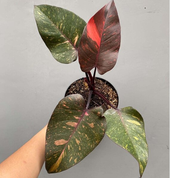 Philodendron ORANGE PRINCESS - Etsy