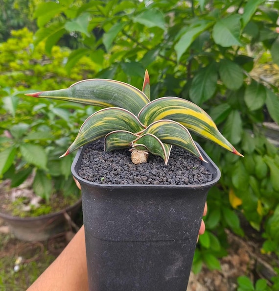 Sansevieria Rorida Variegated Unique Plant - Etsy