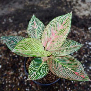 Aglaonema Golden Hope - Etsy
