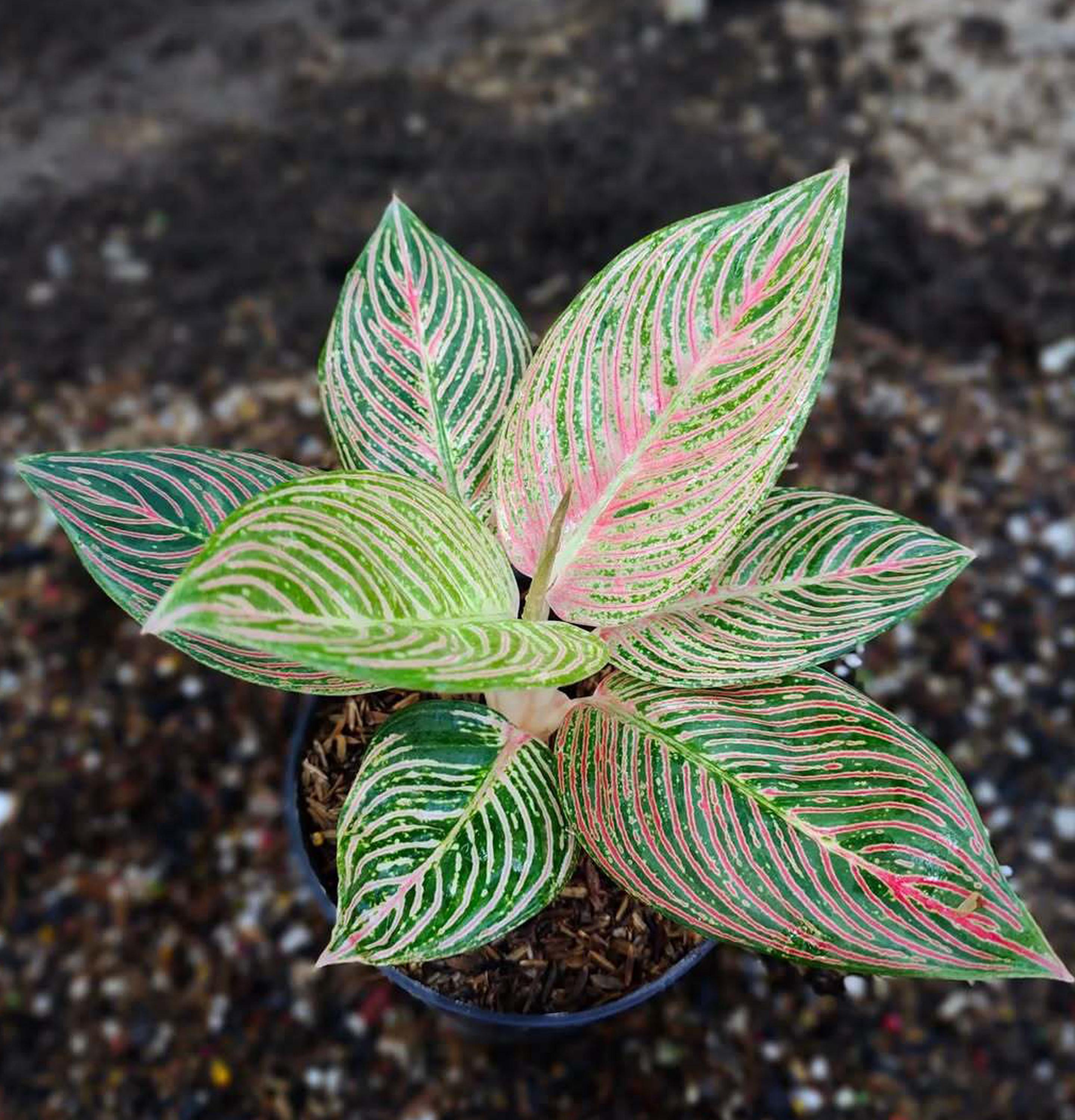 Aglaonema Golden Hope - Etsy