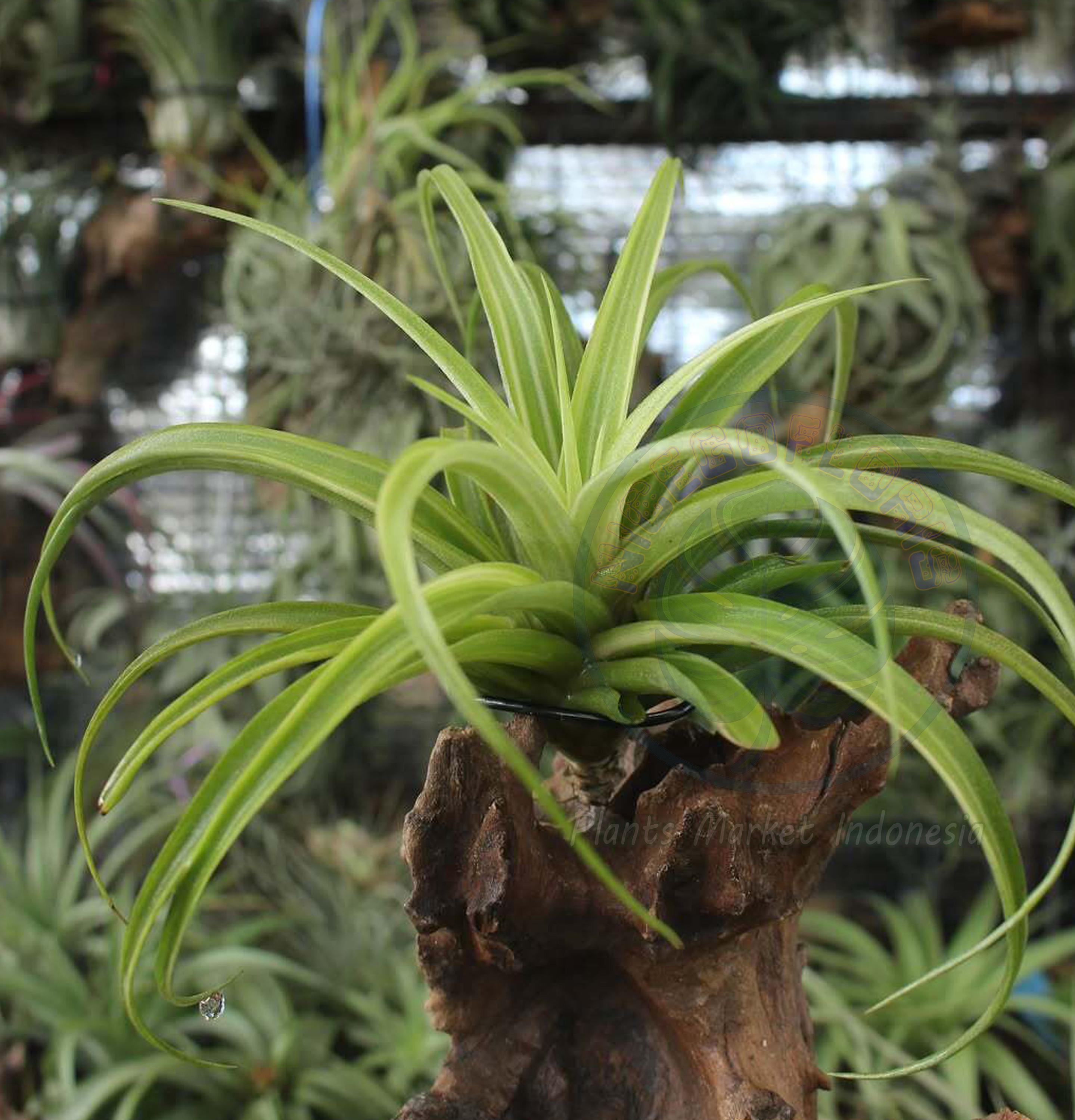 Tillandsia Deborah Ann Variegated - Etsy