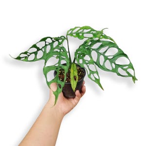 Monstera Obliqua Peru - UPS Frakt!