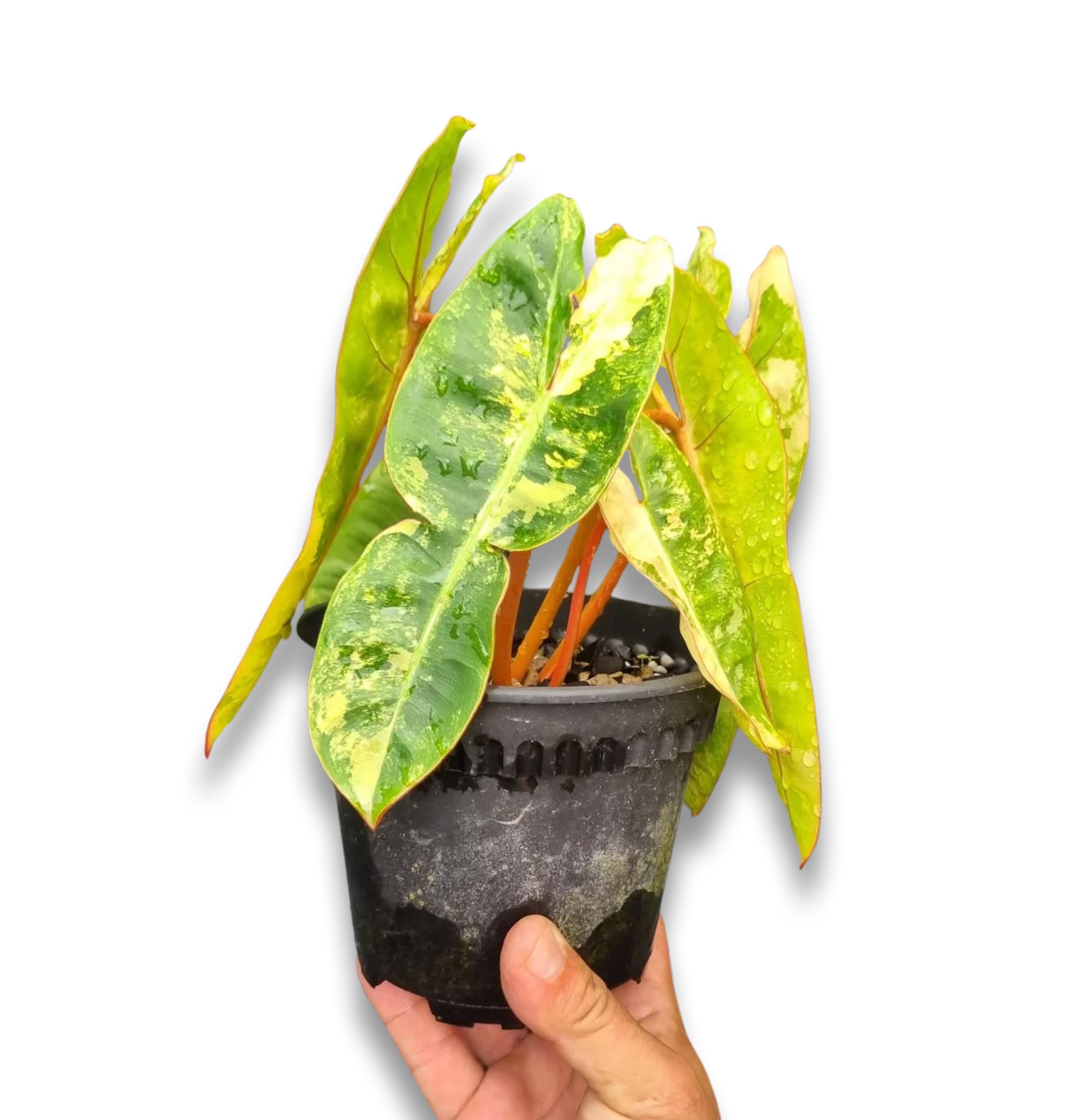 フィロデンドロン・ビリエティアエ 園芸ネット本店｜フィロデンドロン：ブラックビレッタエ（ビレッタエ