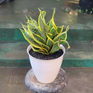 Sansevieria Erythraeae Variegated - Etsy