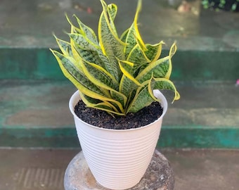 Anthurium rubrinervium - Etsy 日本