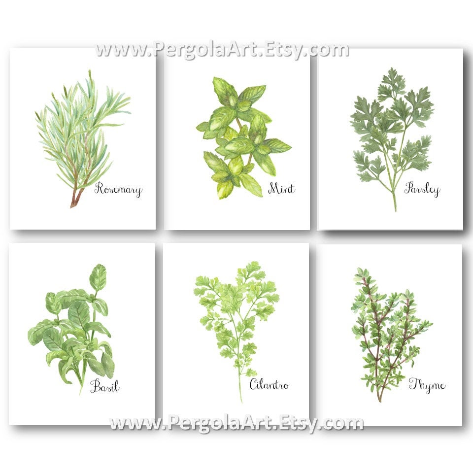 Herbs Print Watercolor Herbs Kitchen Art Herb Wall Art | Etsy