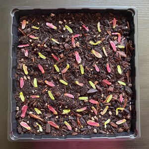 May include: A square black plastic tray filled with dark, moist potting soil and wood mulch. Scattered across the surface are numerous small, winged maple seeds, also known as samaras, in shades of vibrant pink, red, and light yellow-green.