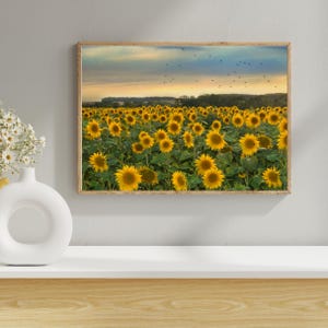 Sunflower Field at Sunset – Nature Landscape Wall Art