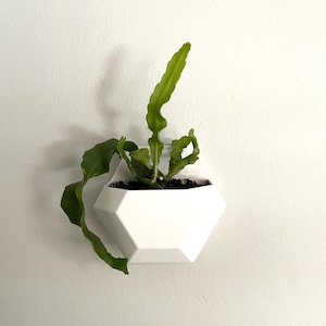 Puede incluir: Un macetero de pared geométrico blanco con una planta suculenta verde creciendo en su interior. El macetero está montado en una pared blanca.