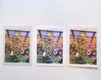 Risograph Print, Magnus Coneflower