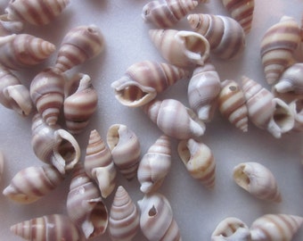Spiral Shell Beads Tan Shell Long Beads 12-17mm long 30 Beads