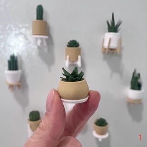Op de afbeelding: Miniatuur vetplanten in kleine potten, sommige gemonteerd op kleine plankjes. De planten hebben groene bladeren en zitten in beige en witte potten. Eén pot wordt in een hand gehouden. De achtergrond is een lichtgrijze muur.