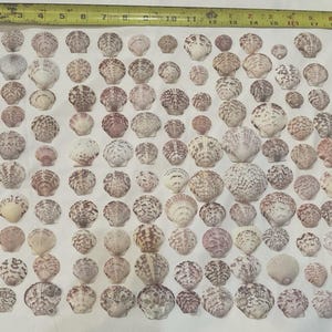 Sanibel Island Seashells: Pink, Purple & White Crafting Shells - 120 LOT