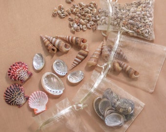 Seashells for DIY Mermaid Crown
