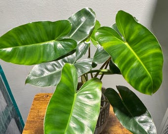 Filodendro Burle Marx – Fácil de cuidar / Follaje tropical exuberante