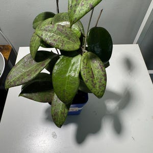 Può includere: Primo piano di una pianta di Hoya con grandi foglie verdi macchiate di macchie marroni. La pianta è in un piccolo vaso blu e le foglie hanno una consistenza lucida. La pianta è su una superficie bianca.