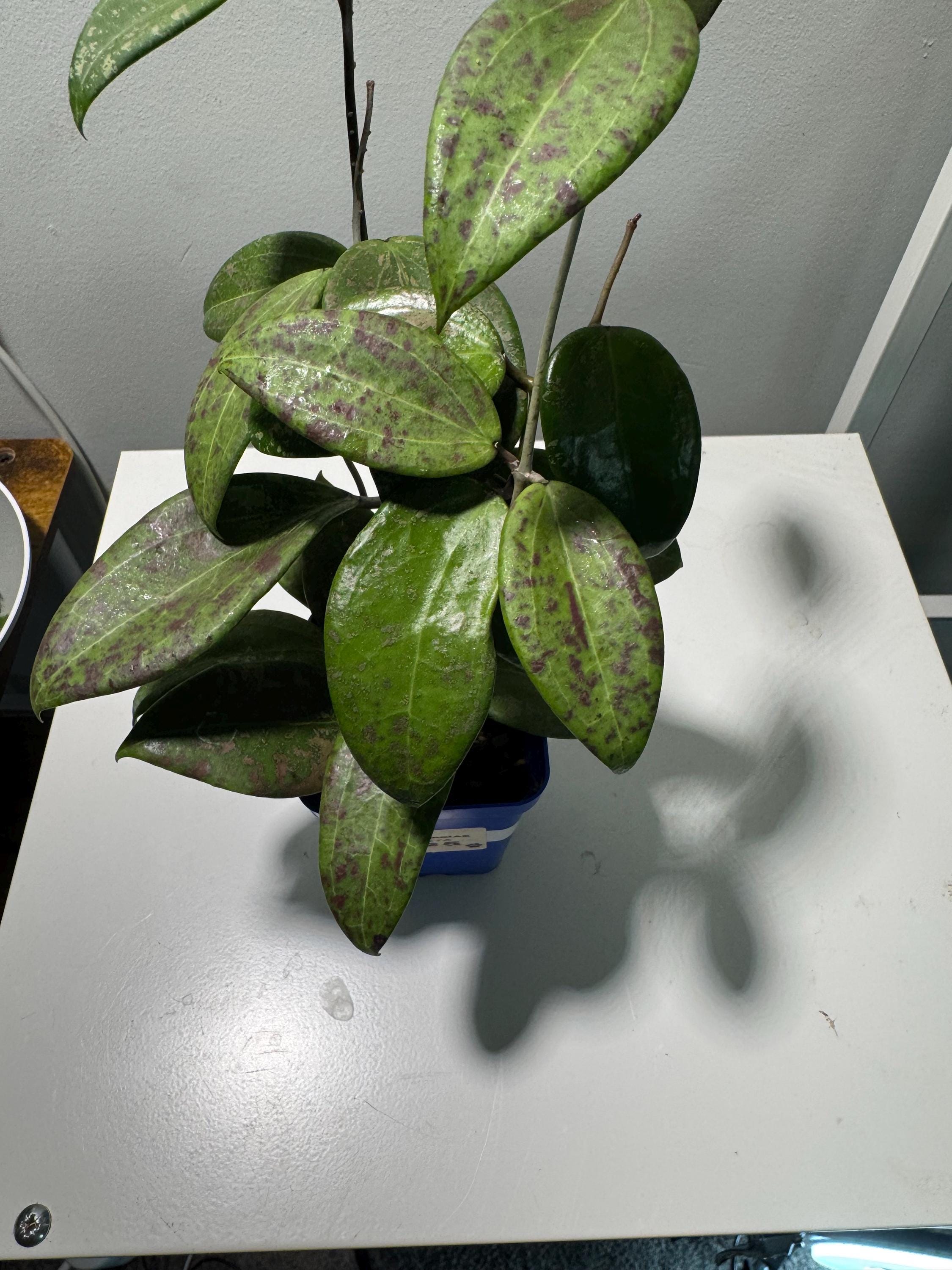 Hoya patella - Etsy 日本