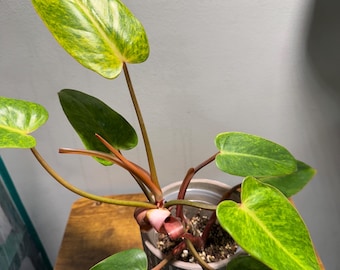 Filodendro Painted Lady – Maceta de 7,6 cm / Planta tropical de interior