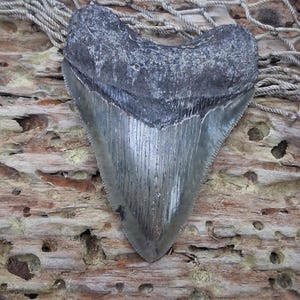 May include: A large, fossilized megalodon shark tooth. The tooth is triangular with a gray enamel crown and a darker root. It rests on a weathered wooden surface, with rope and netting in the background.