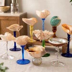 Op de afbeelding: Een verzameling decoratieve schelpsculpturen gemonteerd op diverse glazen stelen en voetstukken. De schelpen vertonen natuurlijke beige, bruine en groene patronen, terwijl de glazen steunen transparant, blauw, geel, groen en amberkleurig zijn.