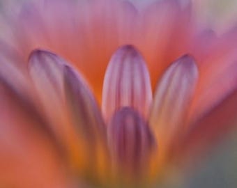 Fine art photos