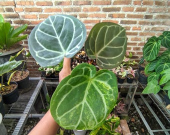 Anthurium Dorayaki variegado híbrido / planta tropical viva (imagen real)