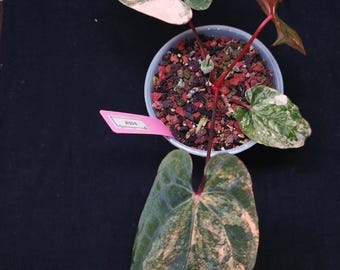 Sällsynt Anthurium Red Vein Dark Phoenix (RVDP) Brokig verklig bild