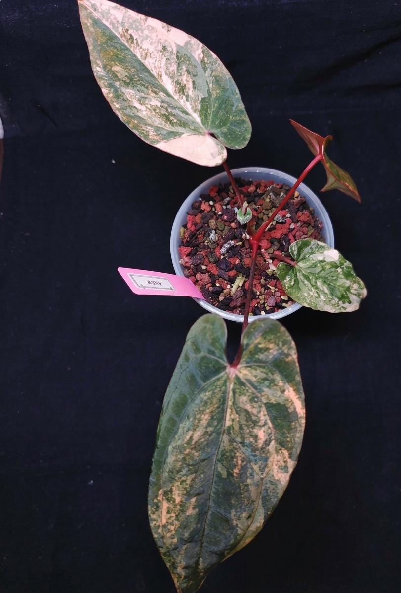 美！アンスリウムbvep ✖️red dark phoenix Anthurium Red Vein Dark Phoenix - Etsy