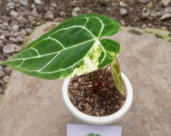 アンスリウム・クリスタリナム斑入り6輪実写真 - Etsy 日本