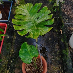 Puede incluir: Vista superior de una planta de Monstera en maceta con hojas grandes y variegadas de color verde. Las hojas presentan patrones verdes y amarillos. La planta está en una maceta de terracota, sobre un fondo húmedo y musgoso.