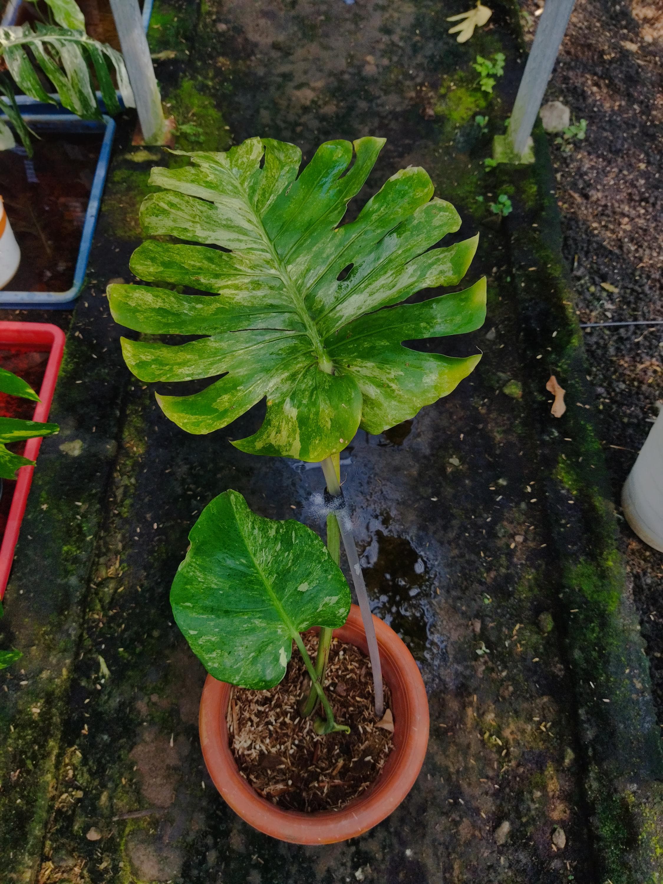 Monstera Oceana - Etsy