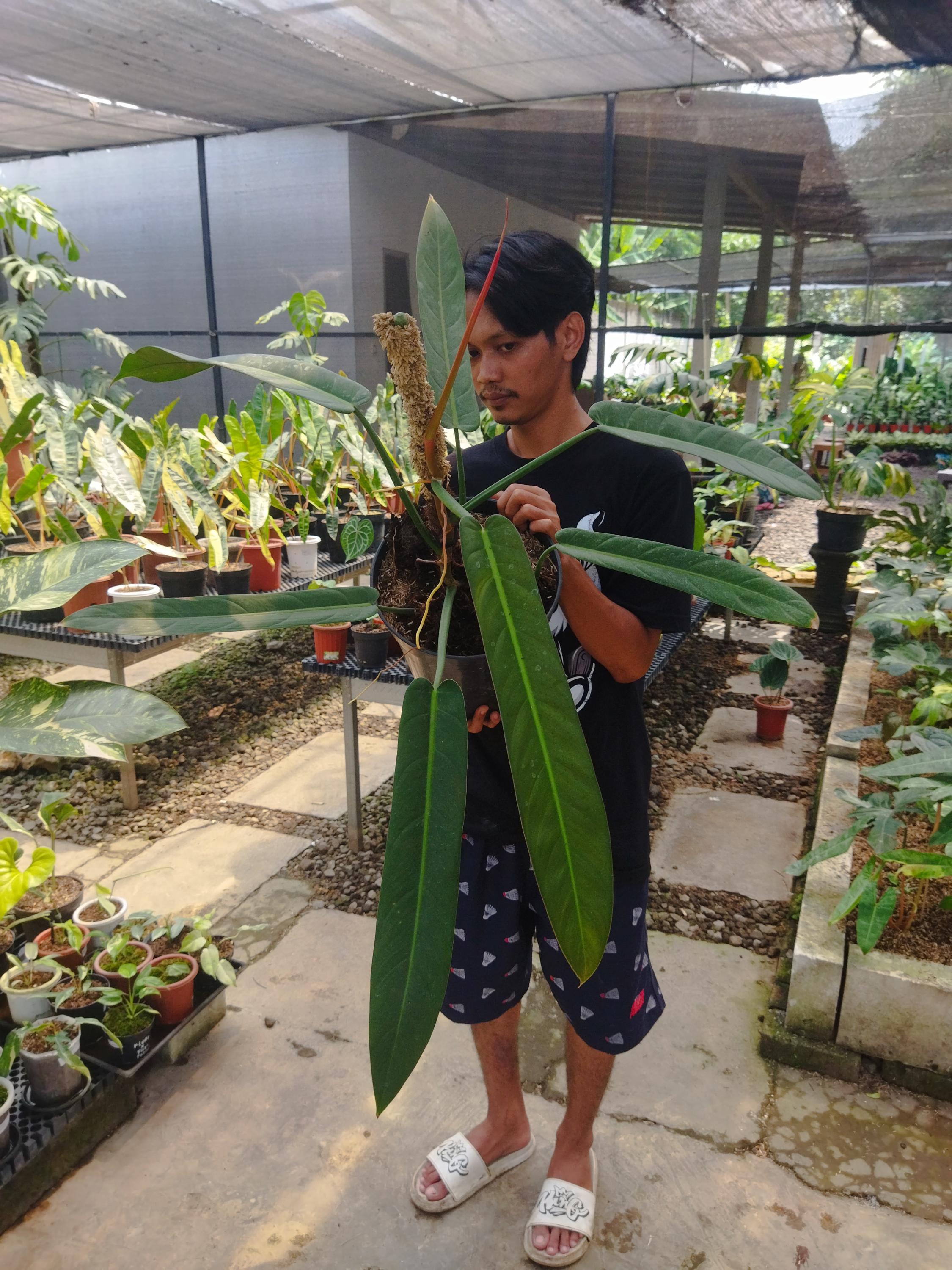 Philodendron bicolor - Etsy 日本
