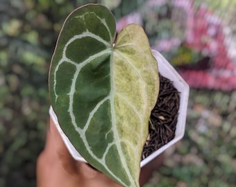 Anthurium Papillilaminum X Crystallinum Variegated  1 Leaf Real picture