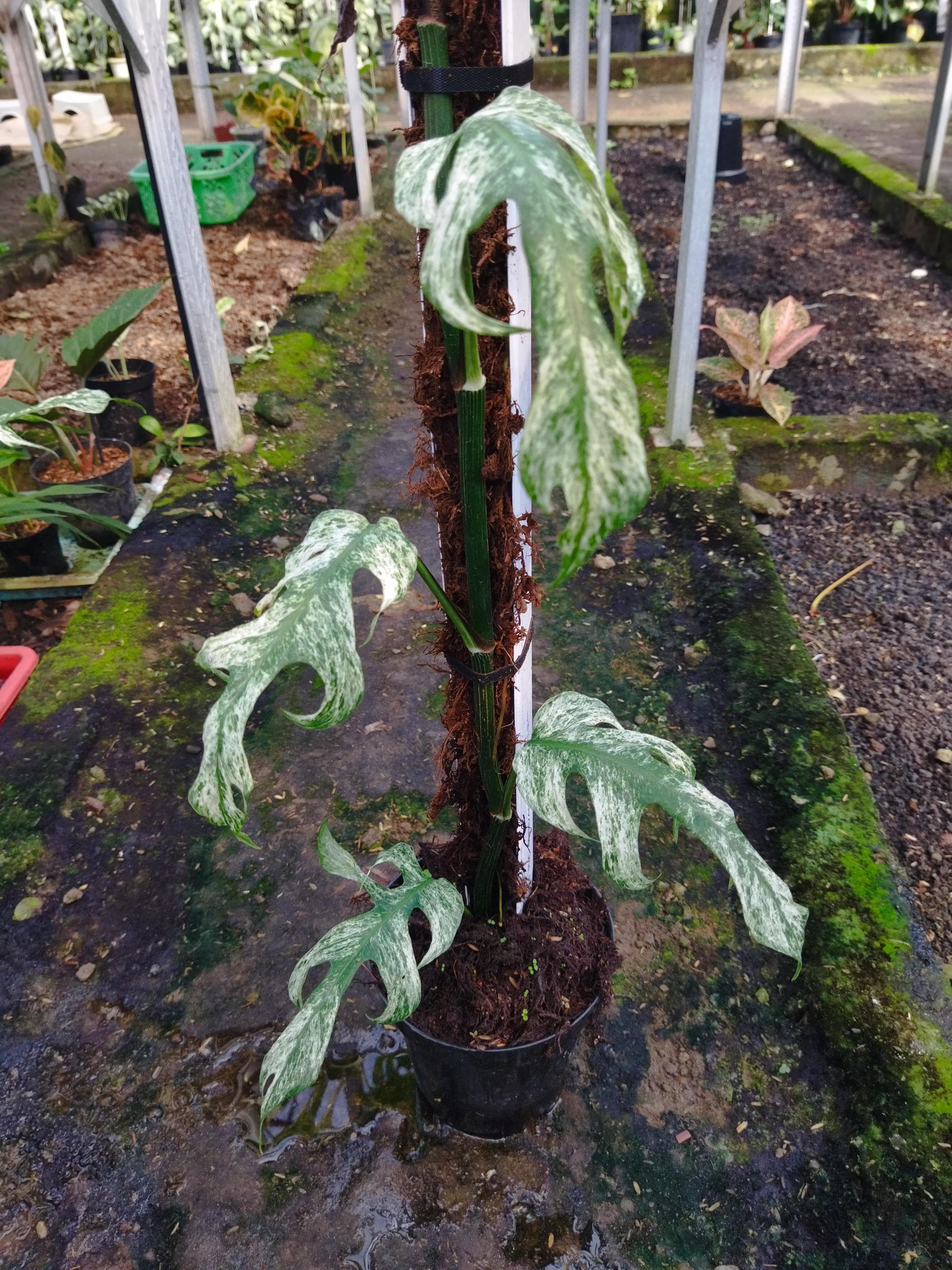Epipremnum giganteum variegated - Etsy 日本