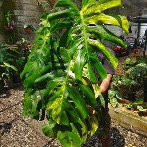 Monstera Marmorata Aurea variegada de gran tamaño (imagen real)