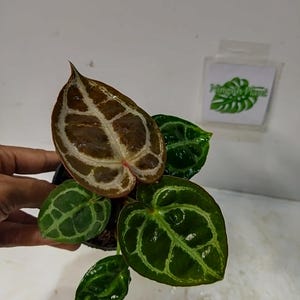 Könnte beinhalten: Anthurium crystallinum Pflanze mit dunkelgrünen Blättern und ausgeprägter Aderung. Ein Blatt ist braun mit einem helleren Muster. Die Pflanze befindet sich in einem kleinen schwarzen Topf. Ein kleines Etikett mit Text ist im Hintergrund sichtbar.