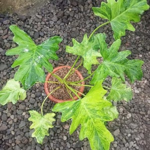 Op de afbeelding: Een potplant met grote, gevlekte groene bladeren, van bovenaf gezien. De bladeren vertonen een mix van lichte en donkere groene patronen. De bruine pot bevat aarde. De plant staat op een bed van kleine, grijze stenen.