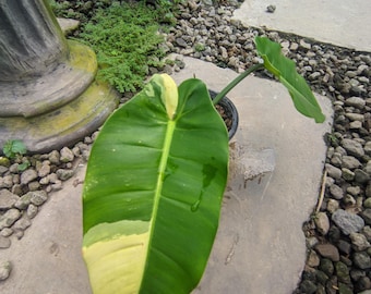 Philodendron Imperial x Golden Dragon Variegated (Planta viva, FOTO REAL)
