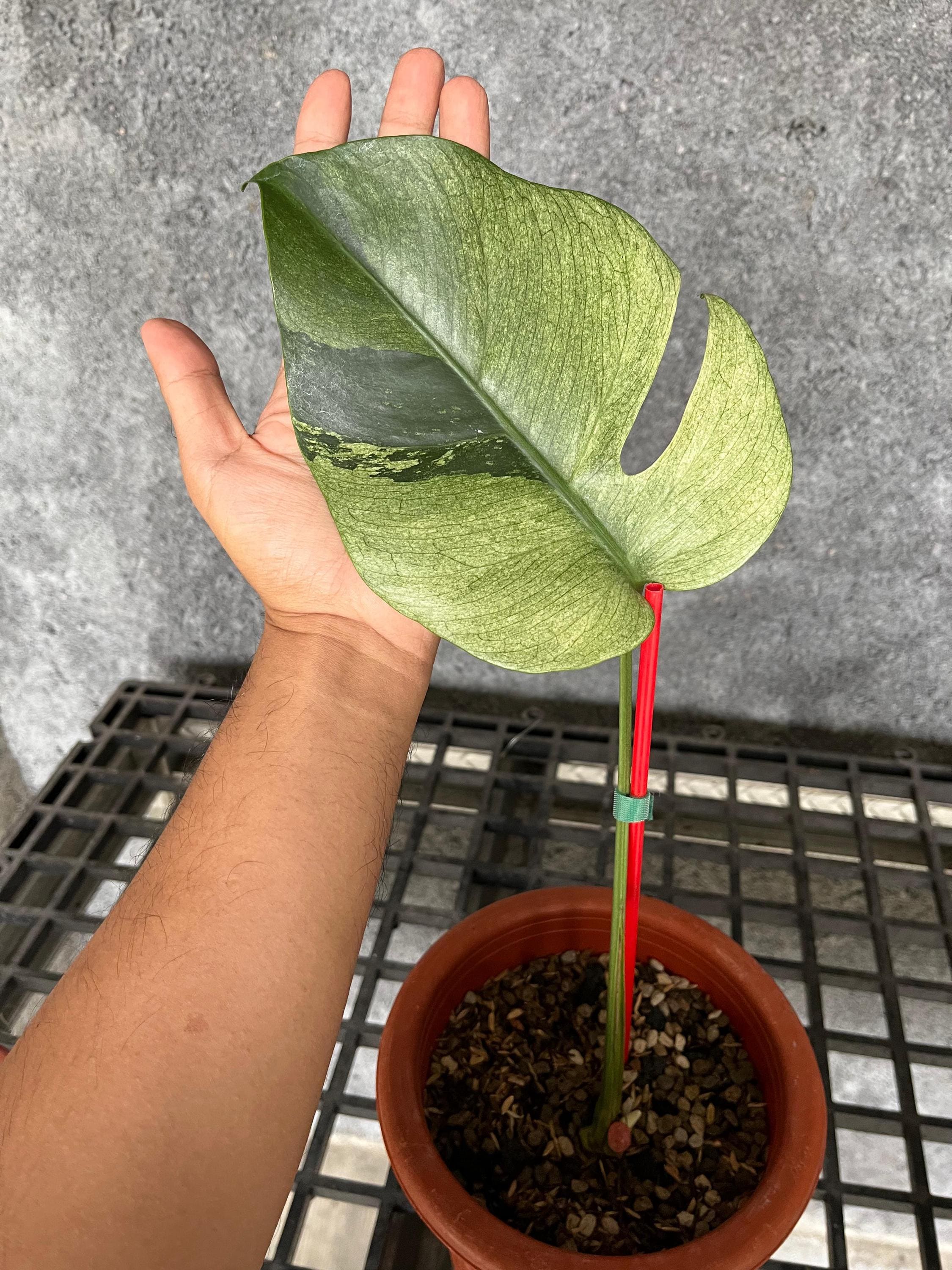 Monstera mint noid jungle mint - Etsy 日本