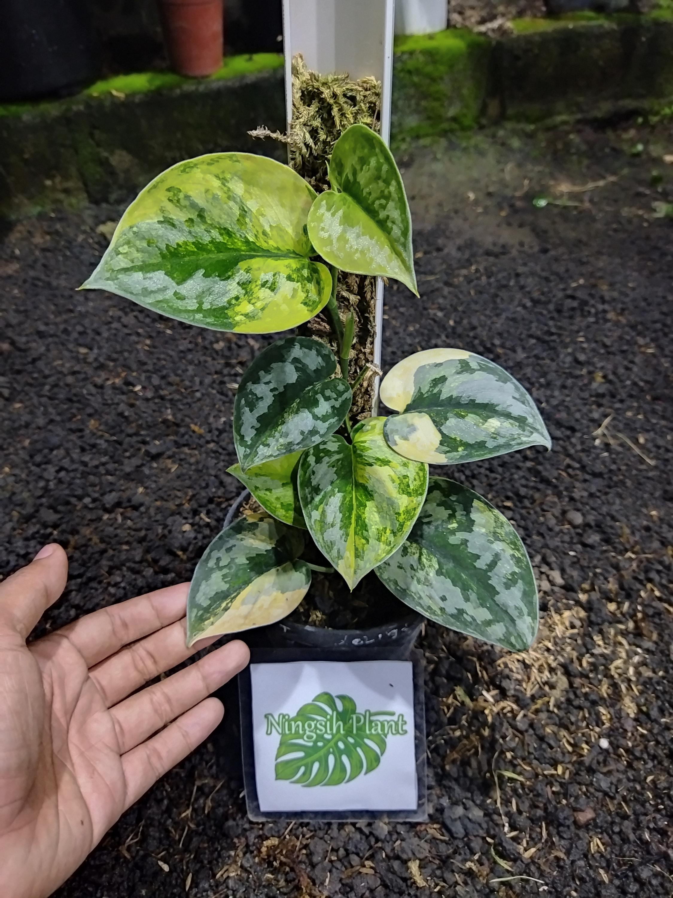 Scindapsus Bakudapati - Etsy